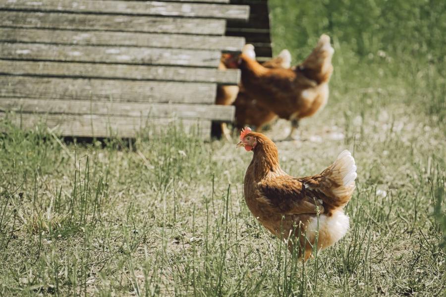 Free‑range chicken on pasture