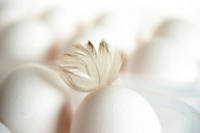 egg icon chicken homestead logo